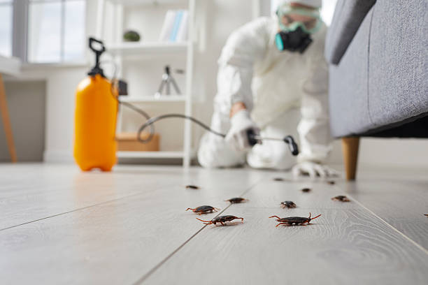 Commercial Rodent Management in New Haven